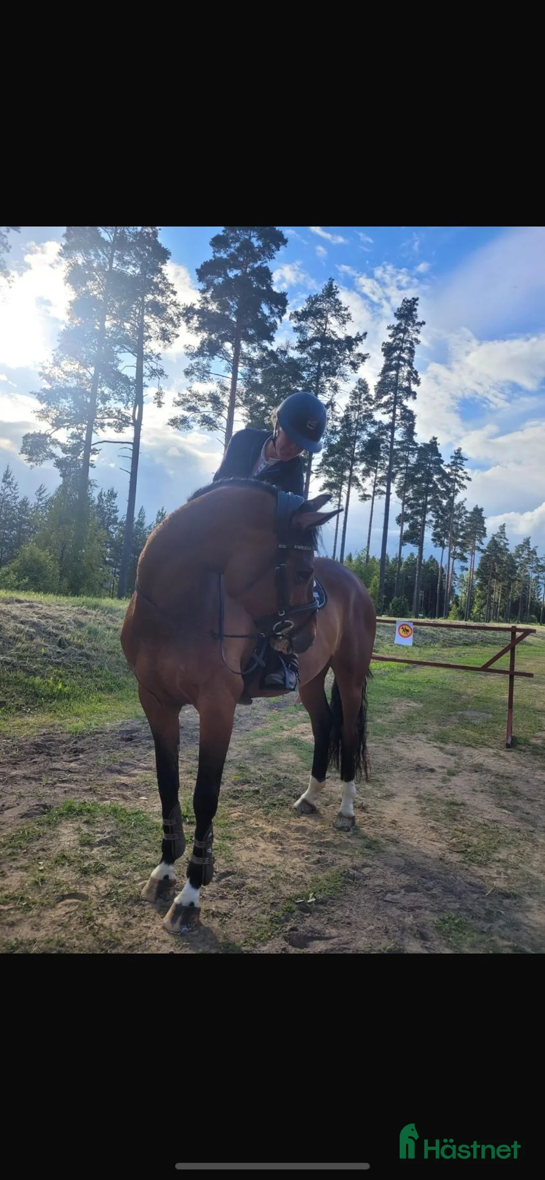 Avelshästar hästar till salu: Avelssto Diarado - Heartbeat i Sundbyberg - Annons 2