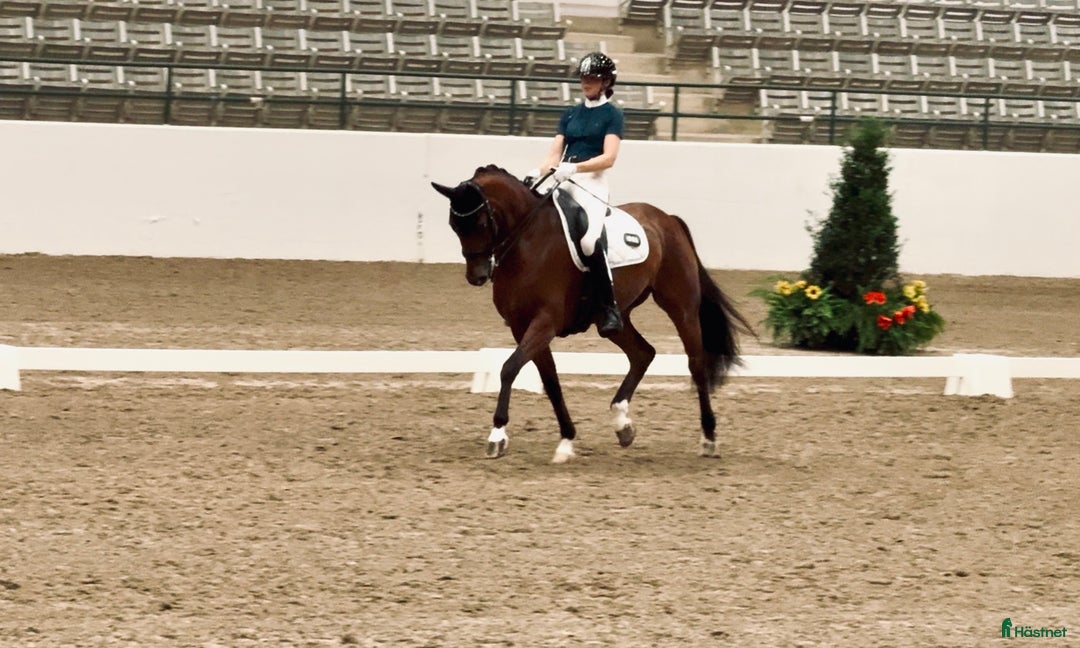  hästservice finnes: Plats för inridning, utbildning & elever i Göteborg - Annons 6