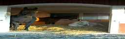  stallplats finnes: Plats i lösdriftsstall med stora hagar - Annons 1