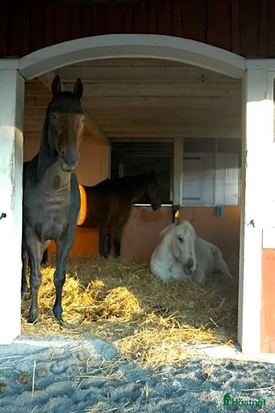  stallplats finnes: Plats i lösdriftsstall med stora hagar - Annons 1