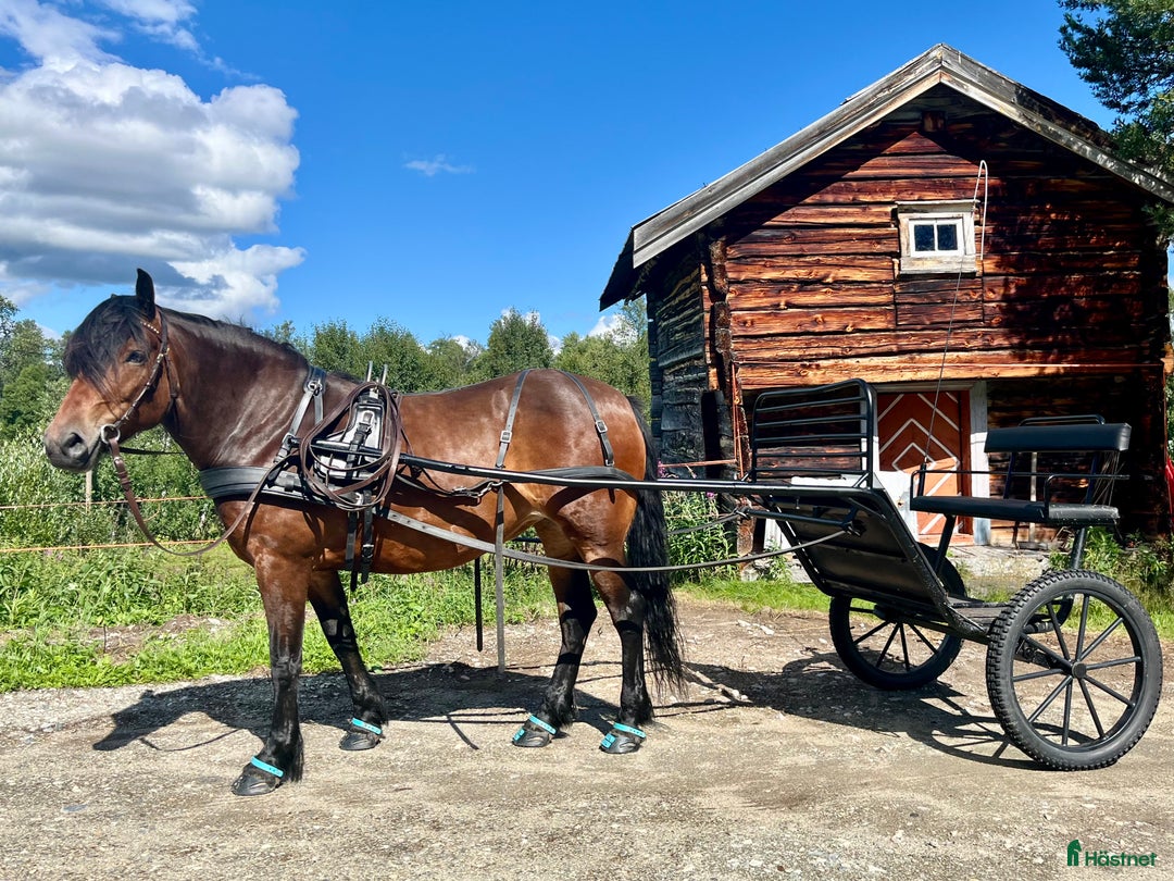 Körvagnar körning till salu: Tidaholmsrockard storhäst i Funäsdalen - Annons 2