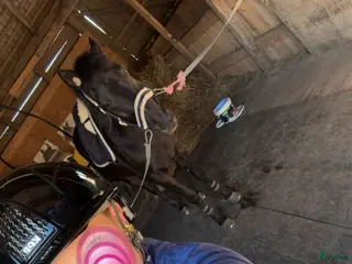 Hjälmar ryttarutrustning till salu: Glossy kep hjälm i Motala - Annons 1