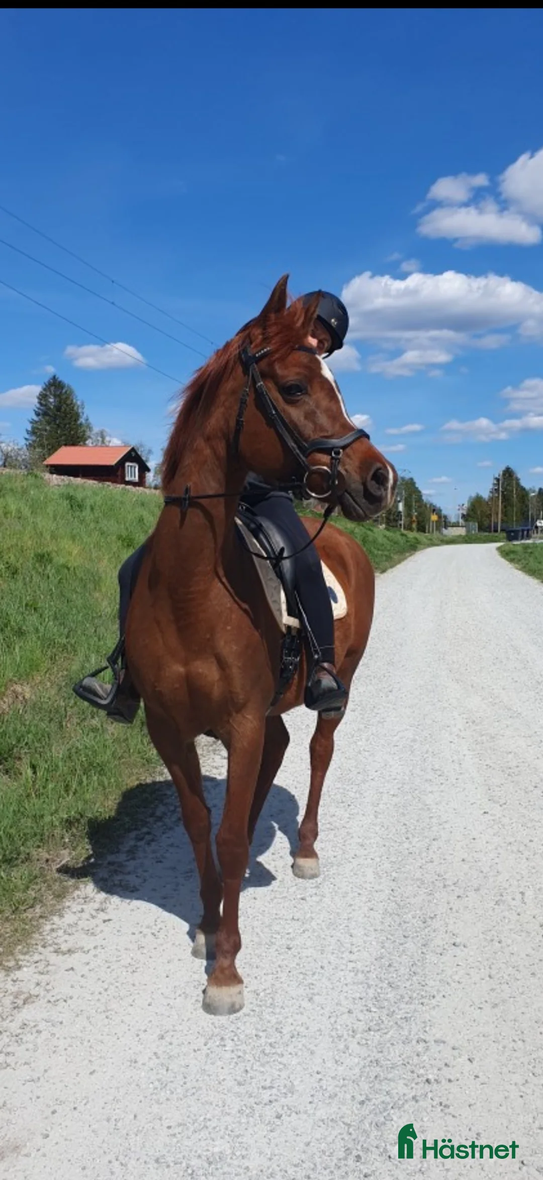 Allround hästar till salu: Fint snällt sto 12 år - Annons 1