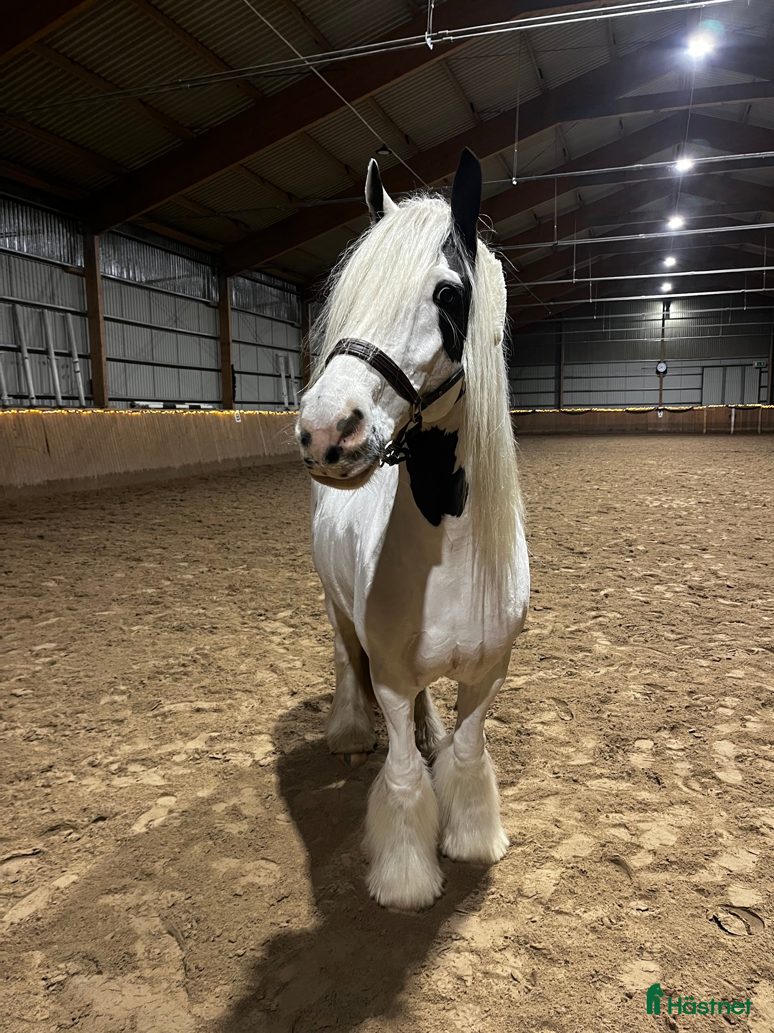  medryttarhäst finnes: Halvfodervärd till d-ponny, dressyr i Almunge - Annons 1