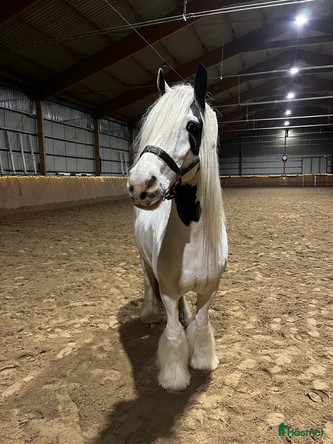  medryttarhäst finnes: Halvfodervärd till d-ponny, dressyr i Almunge - Annons 1