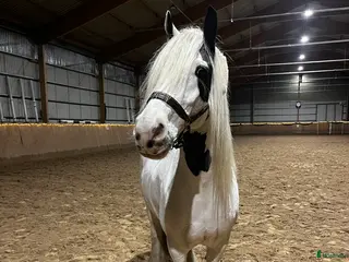 medryttarhäst finnes: Halvfodervärd till d-ponny, dressyr i Almunge - Annons 11