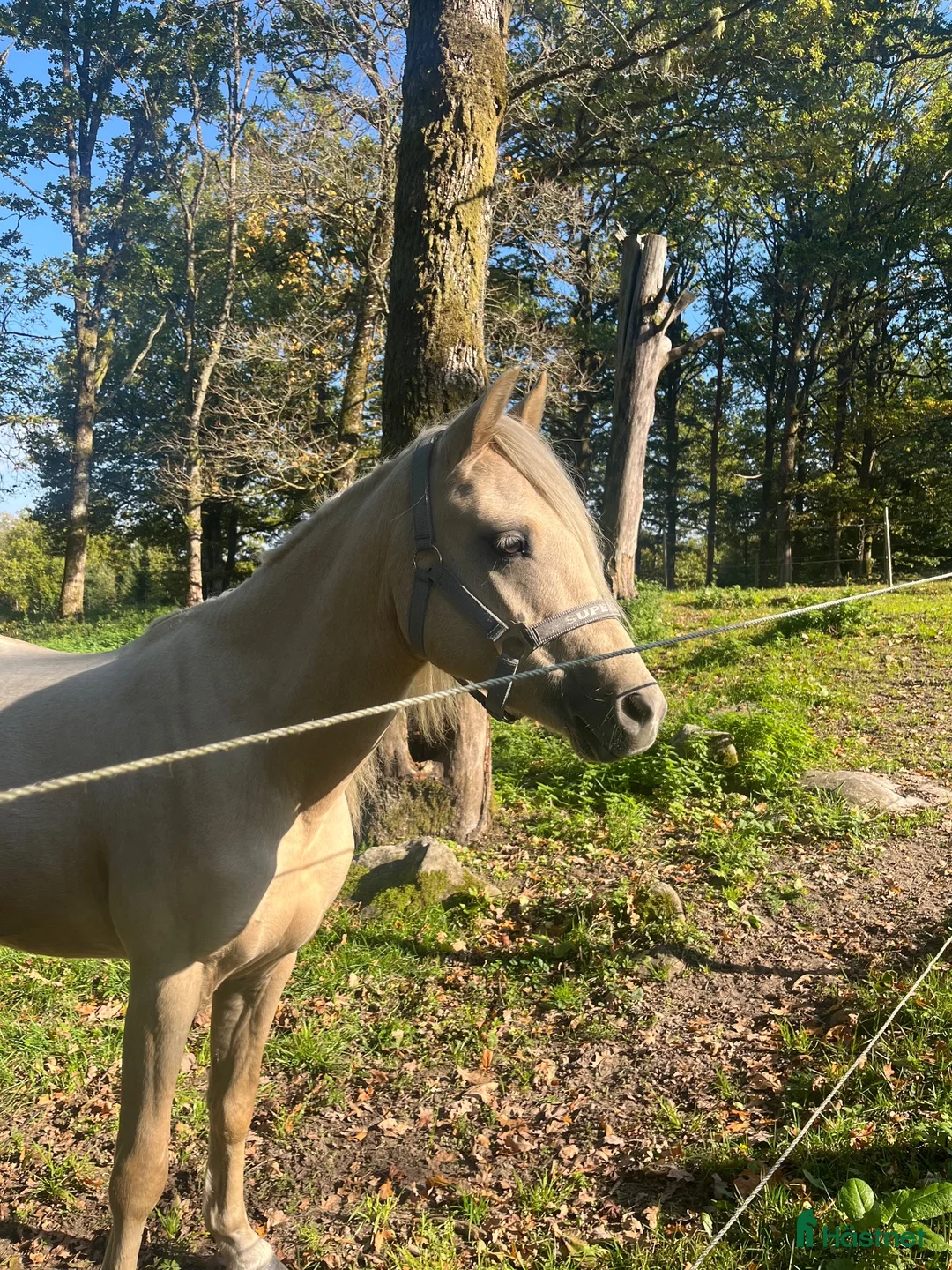 Allround hästar till salu: Ungponny med mycket utstrålning ⭐️ - Annons 1