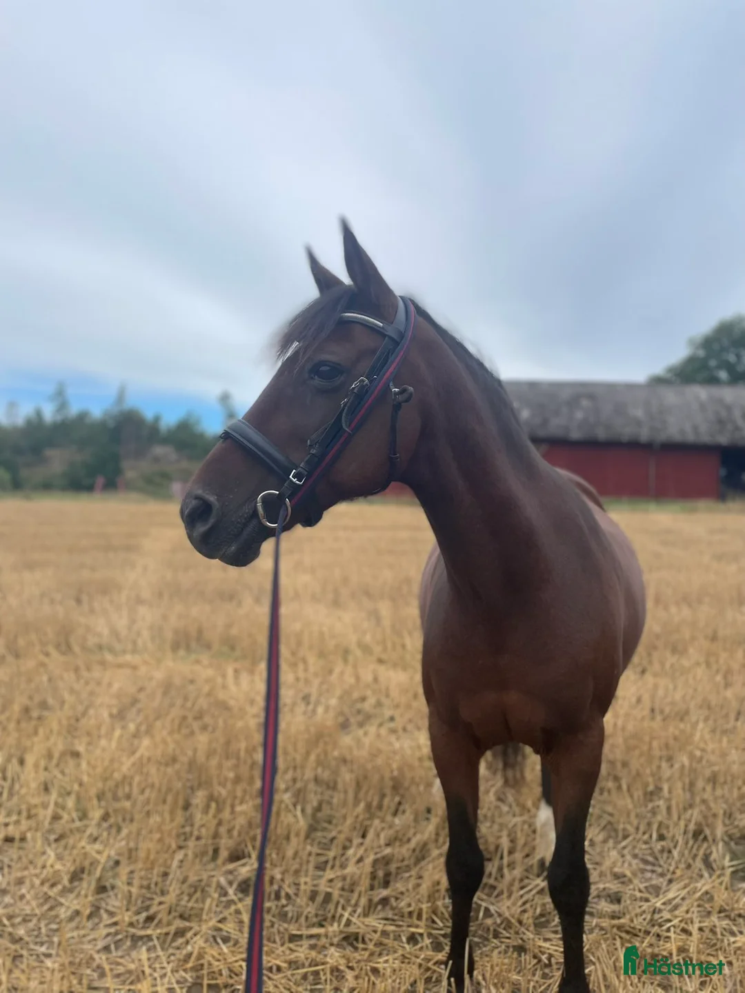 Sällskap hästar till salu: Söker nytt hem med massa mys  - Annons 2