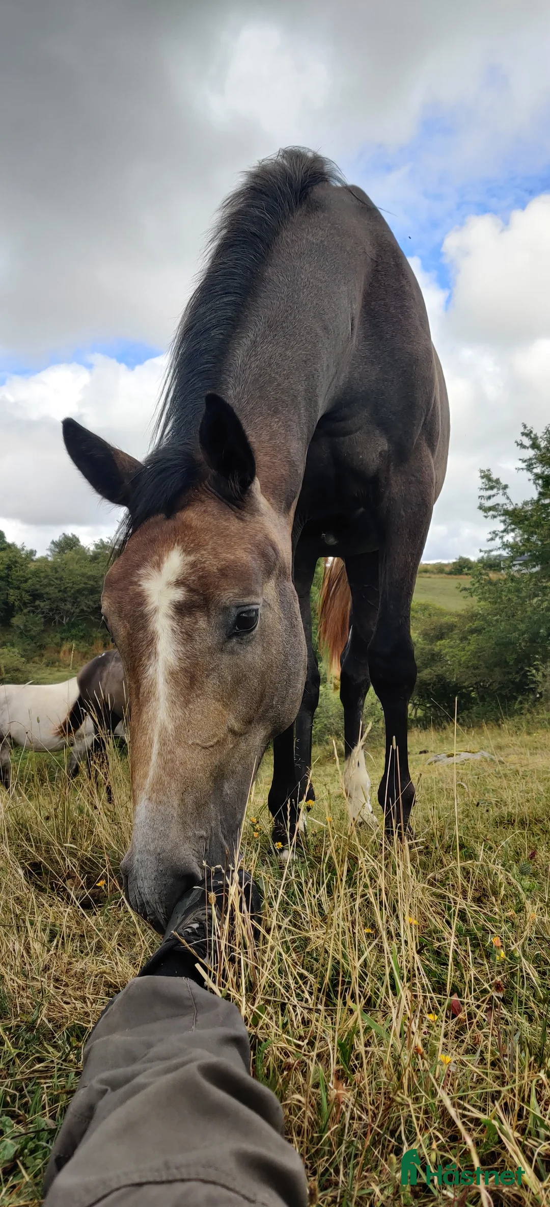 Hoppning hästar till salu: Skinny Love (Ny film) - Annons 2