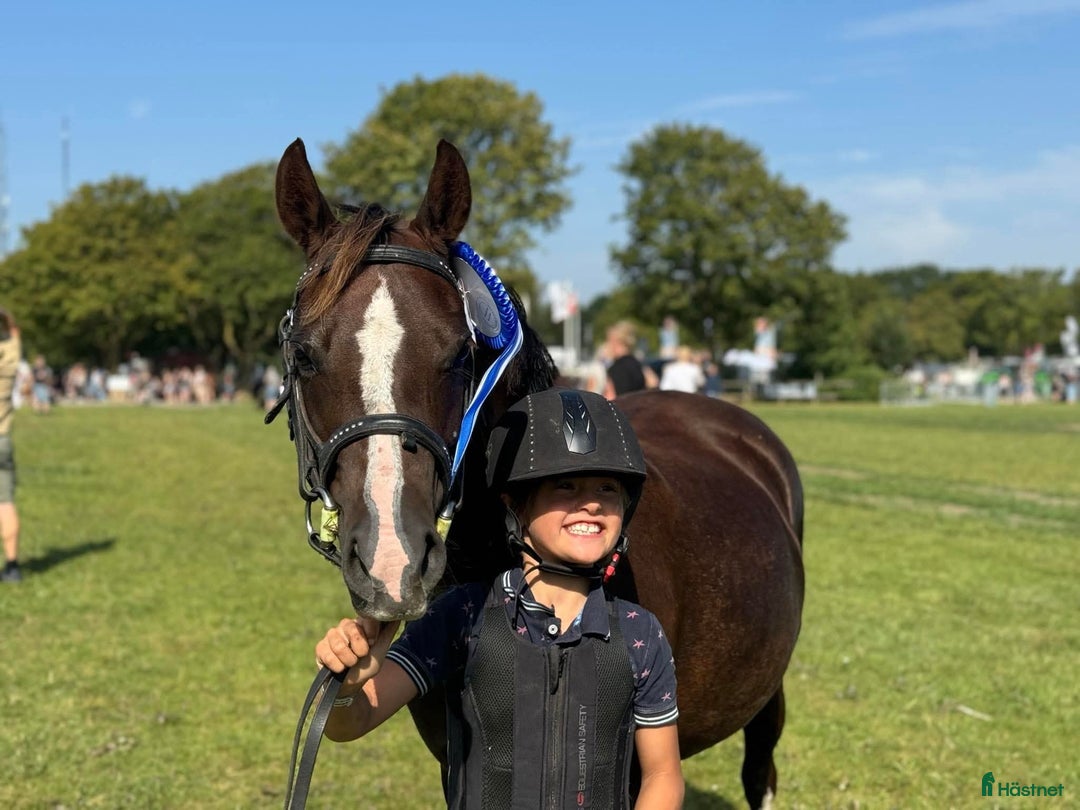 Allround hästar till salu: Den bedste første gangs pony  - Annons 3