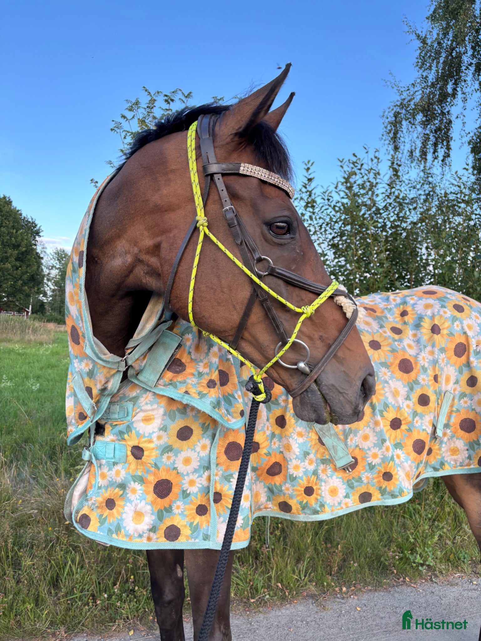  hästar Fin kille söker nytt hem - Annons 6