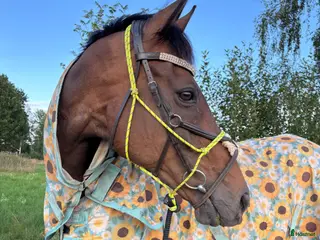 hästar Fin kille söker nytt hem - Annons 6