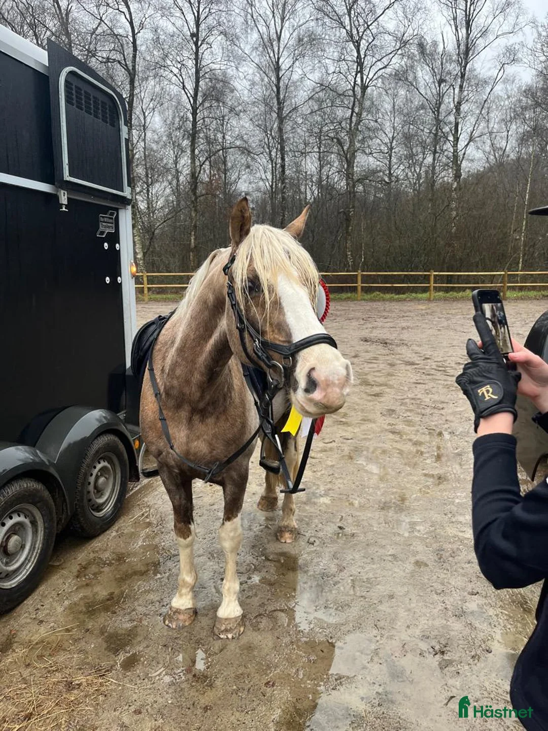 Hoppning hästar till salu: Stjernepony  - Annons 9