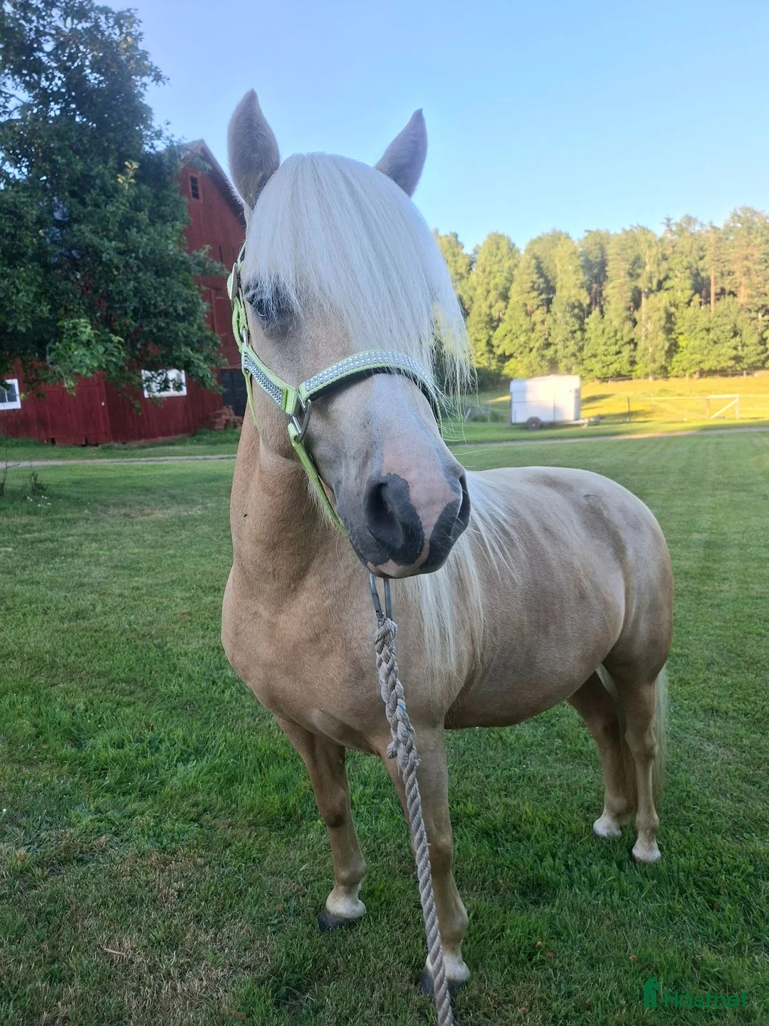 Allround hästar till salu: 🌟 Sagoponny 🌟 - Annons 2