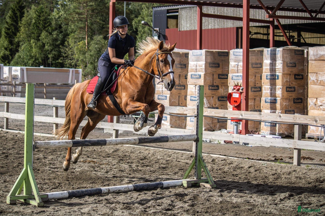 Hoppning hästar sökes: søker hest - Annons 2
