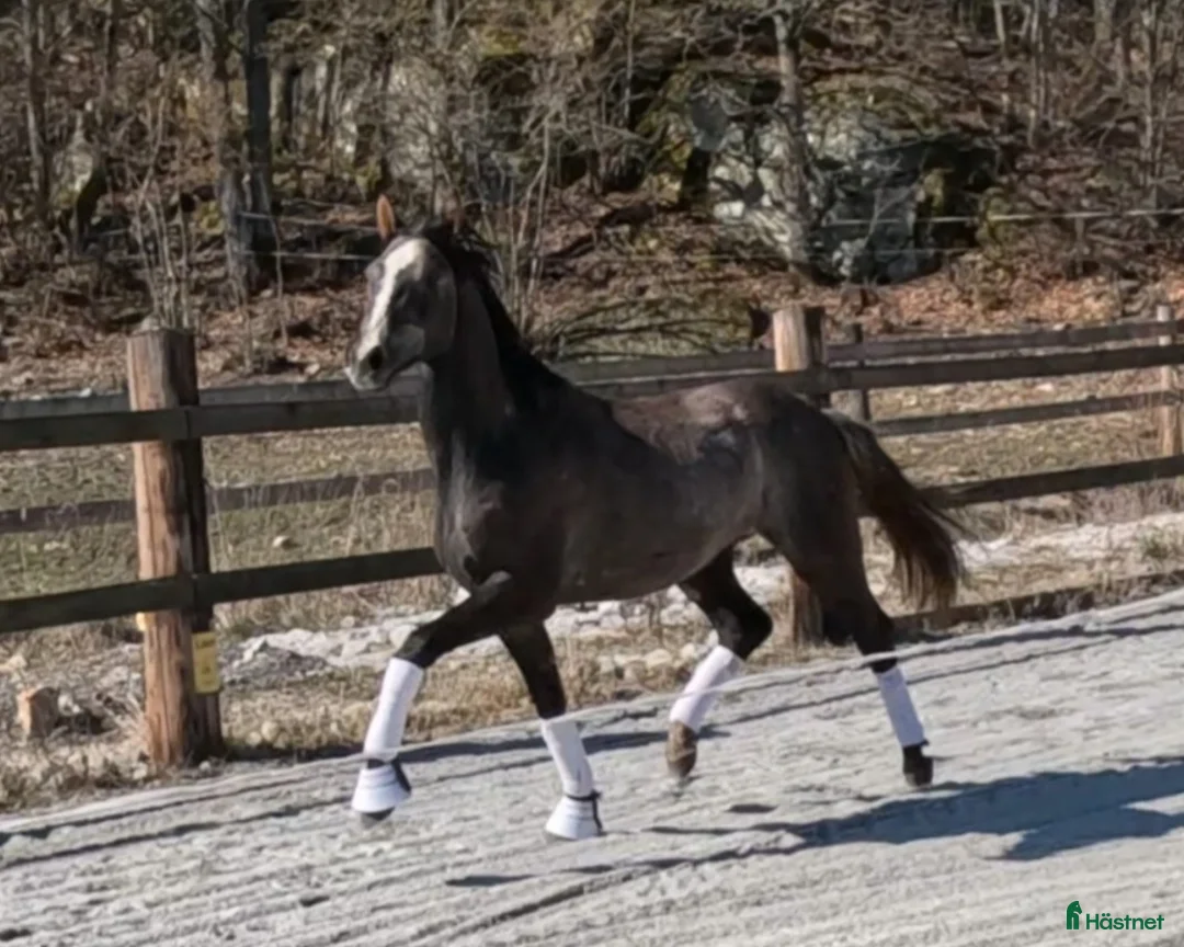 Dressyr hästar till salu: Blivande stjärna  - Annons 2