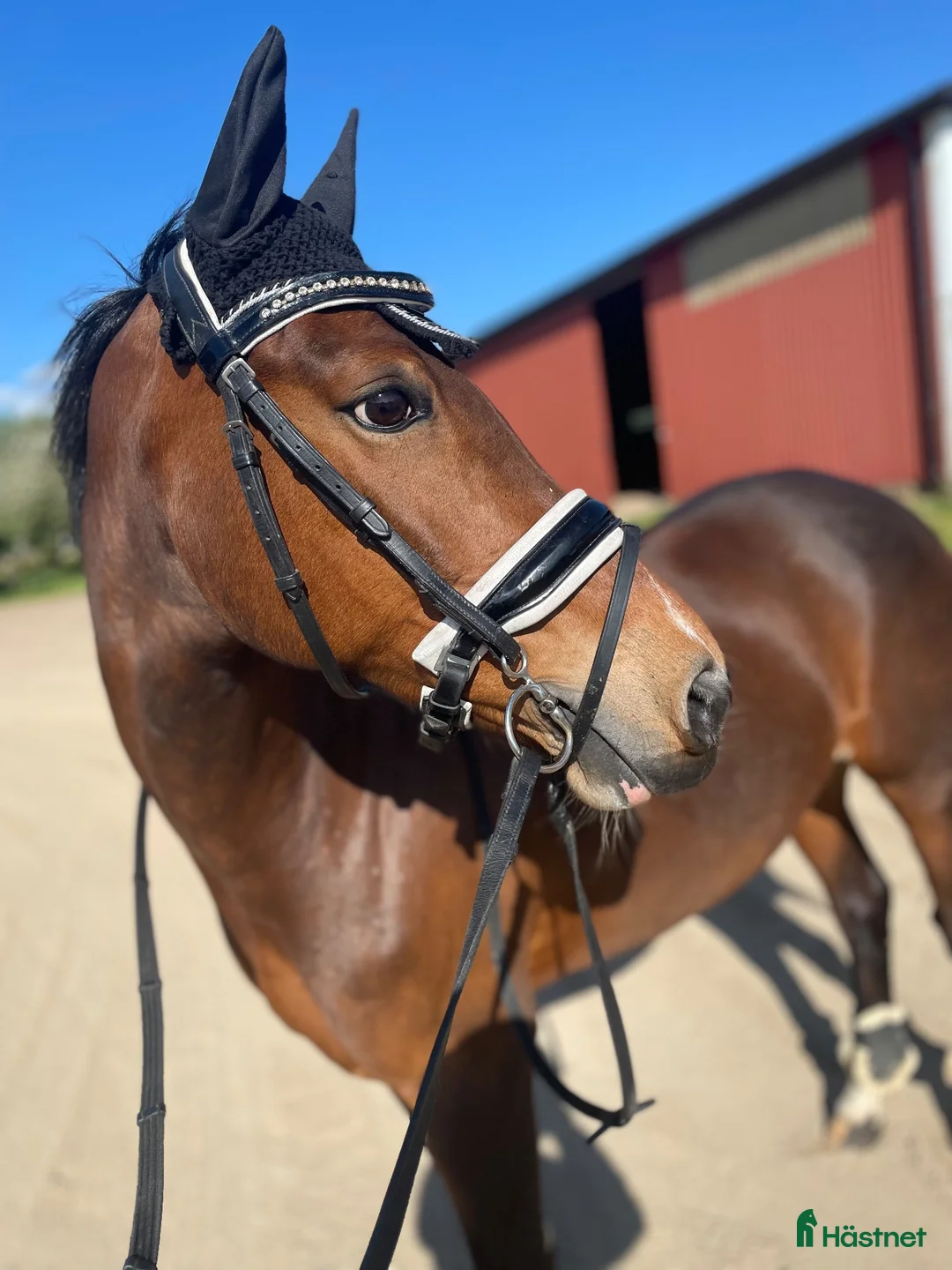 Allround hästar till salu: Pigg välriden ponny i Lund - Annons 1