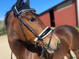 hästar Pigg dressyr/hopp ponny - Annons 3