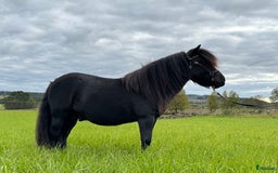 Allround hästar till salu: Gläntas Solid  i Björketorp - Annons 5