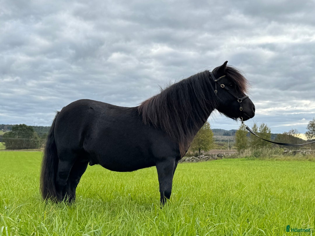 Allround hästar till salu: Gläntas Solid  i Björketorp - Annons 5