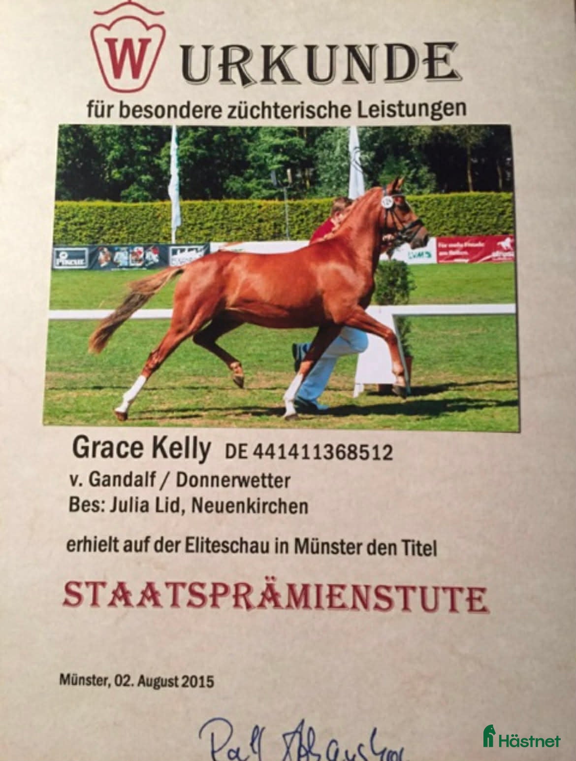  hästar Grace Kelly - Annons 13