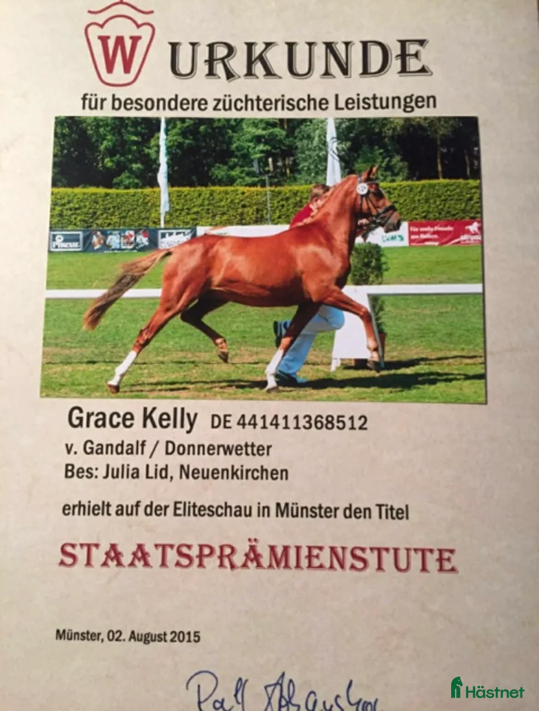 Allround hästar till salu: Snäll o go ponny vill ha en bästa vän.  - Annons 1