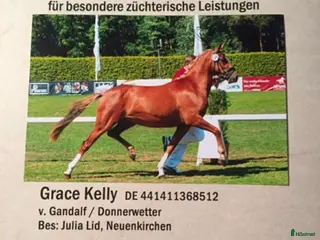 hästar Grace Kelly - Annons 13