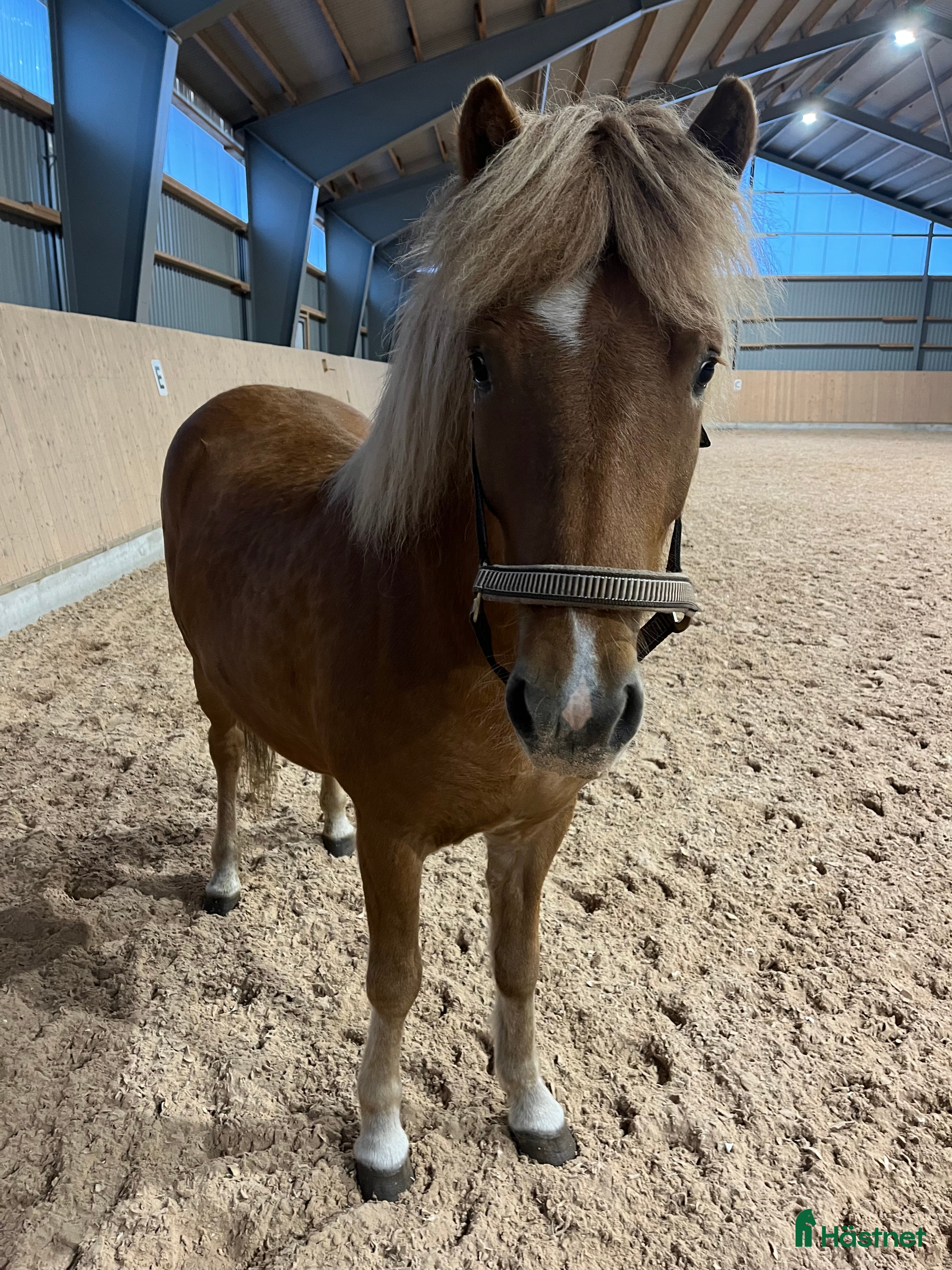  hästar Mycket fin utvevklingsbar valack  i Gävle - Annons 11