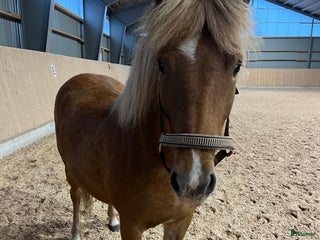 hästar Mycket fin utvevklingsbar valack i Gävle - Annons 5