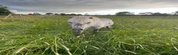 Allround hästar till salu: Fin miniatyr hingst  - Annons 3