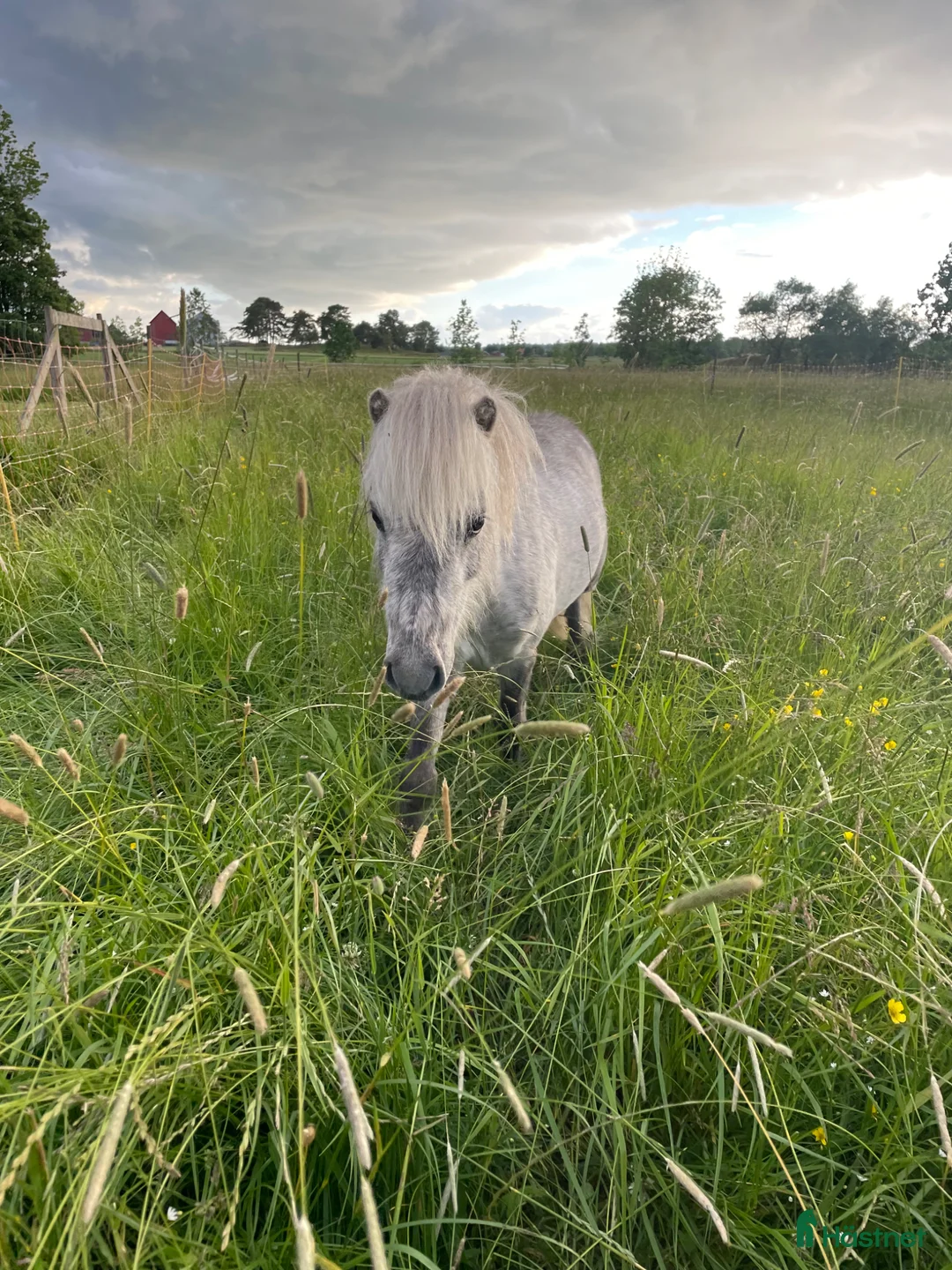 Allround hästar till salu: Fin miniatyr hingst  - Annons 3