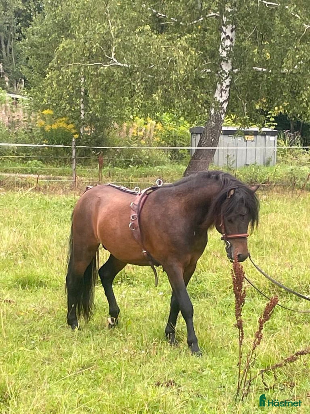 Avel hästar till salu: Välstammad avelshingst söker nytt hem! i Skinnskatteberg - Bild 3