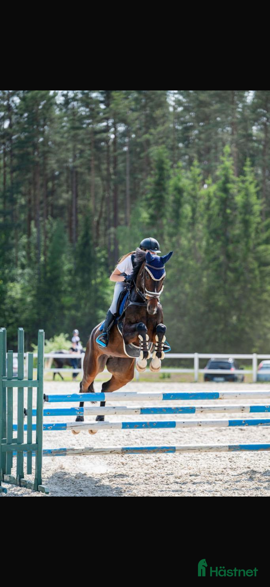Hoppning hästar till salu: Fantastisk tävlingshäst i Borås - Annons 3