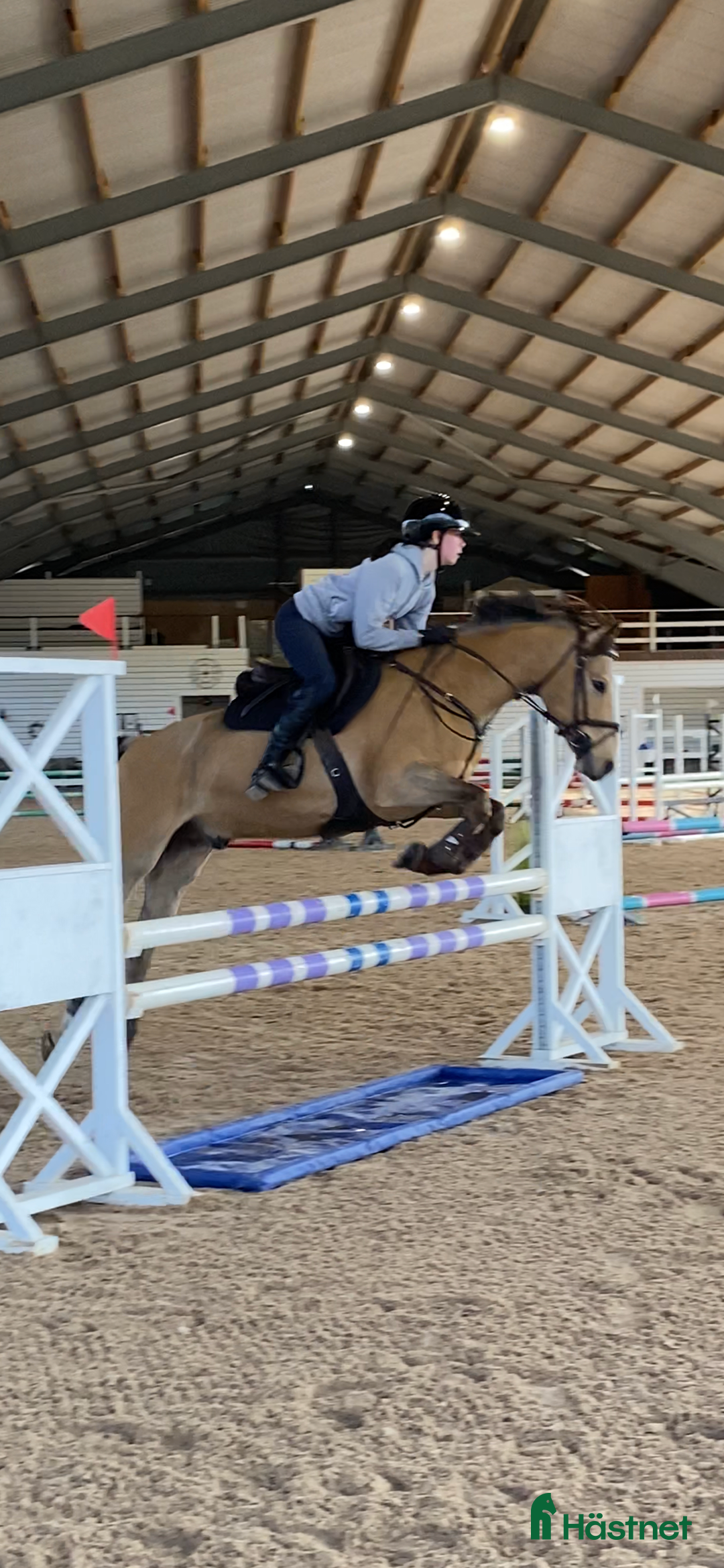 Allround hästar till salu: Guldponny med stort G i Västra Frölunda - Annons 3