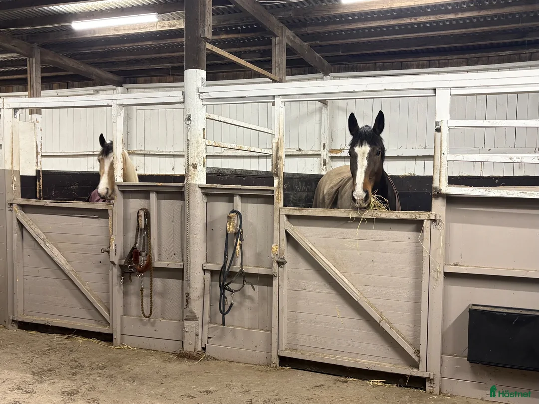  stallplats finnes: Stallplats ledig i Långhundra (Knivsta) - Annons 2