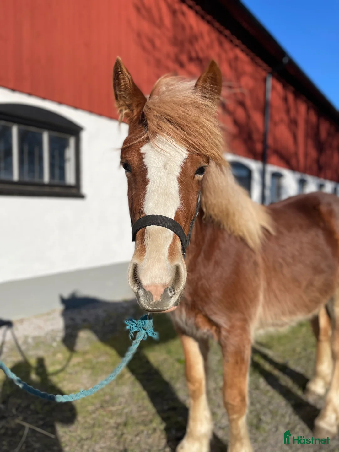 Allround hästar till salu: 1-års sto - Annons 3