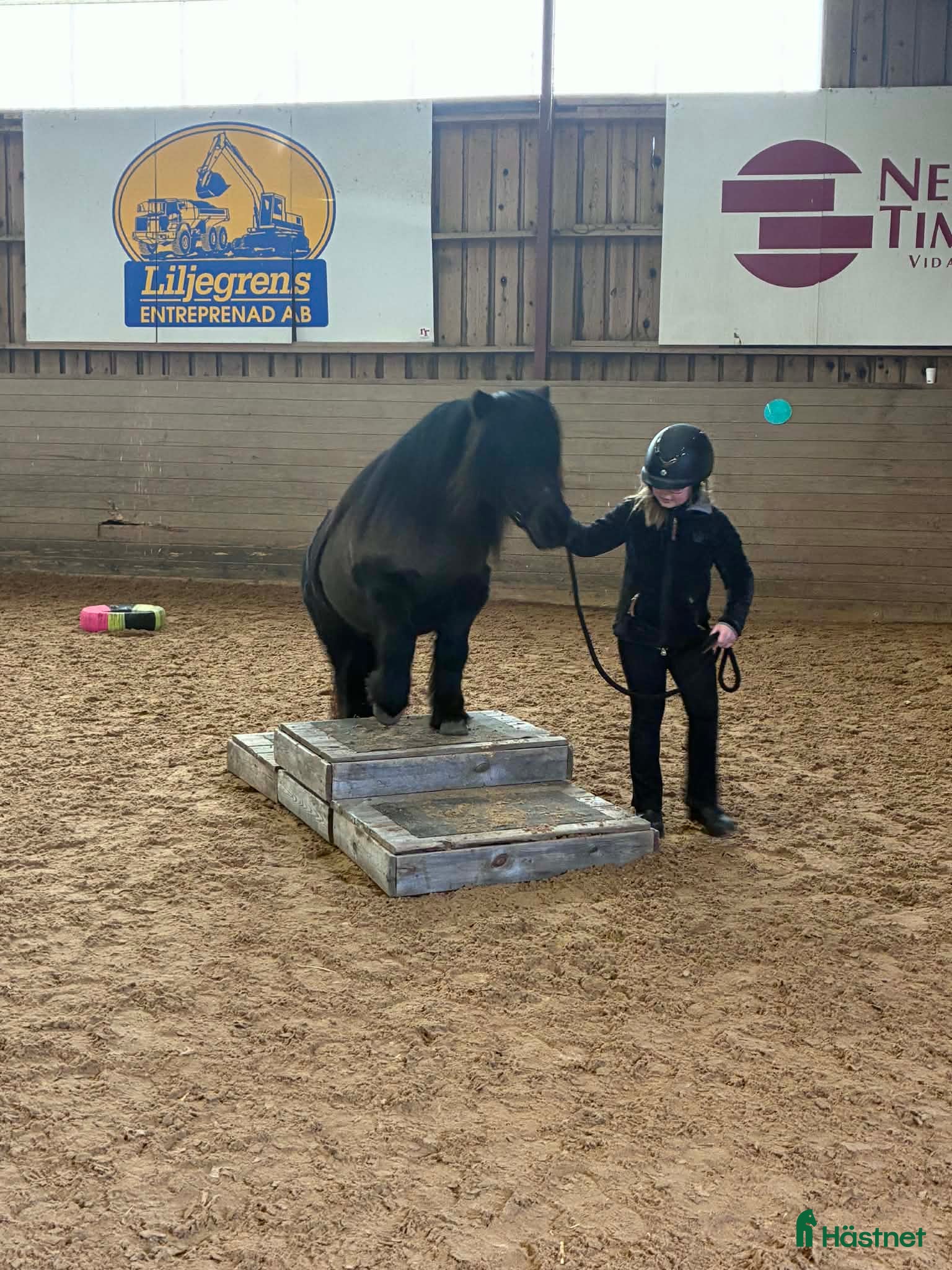  foderhäst Maxad b eller c-ponny sökes till kärleksfullt hem - Annons 6