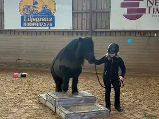 foderhäst Maxad b eller c-ponny sökes till kärleksfullt hem - Annons 6