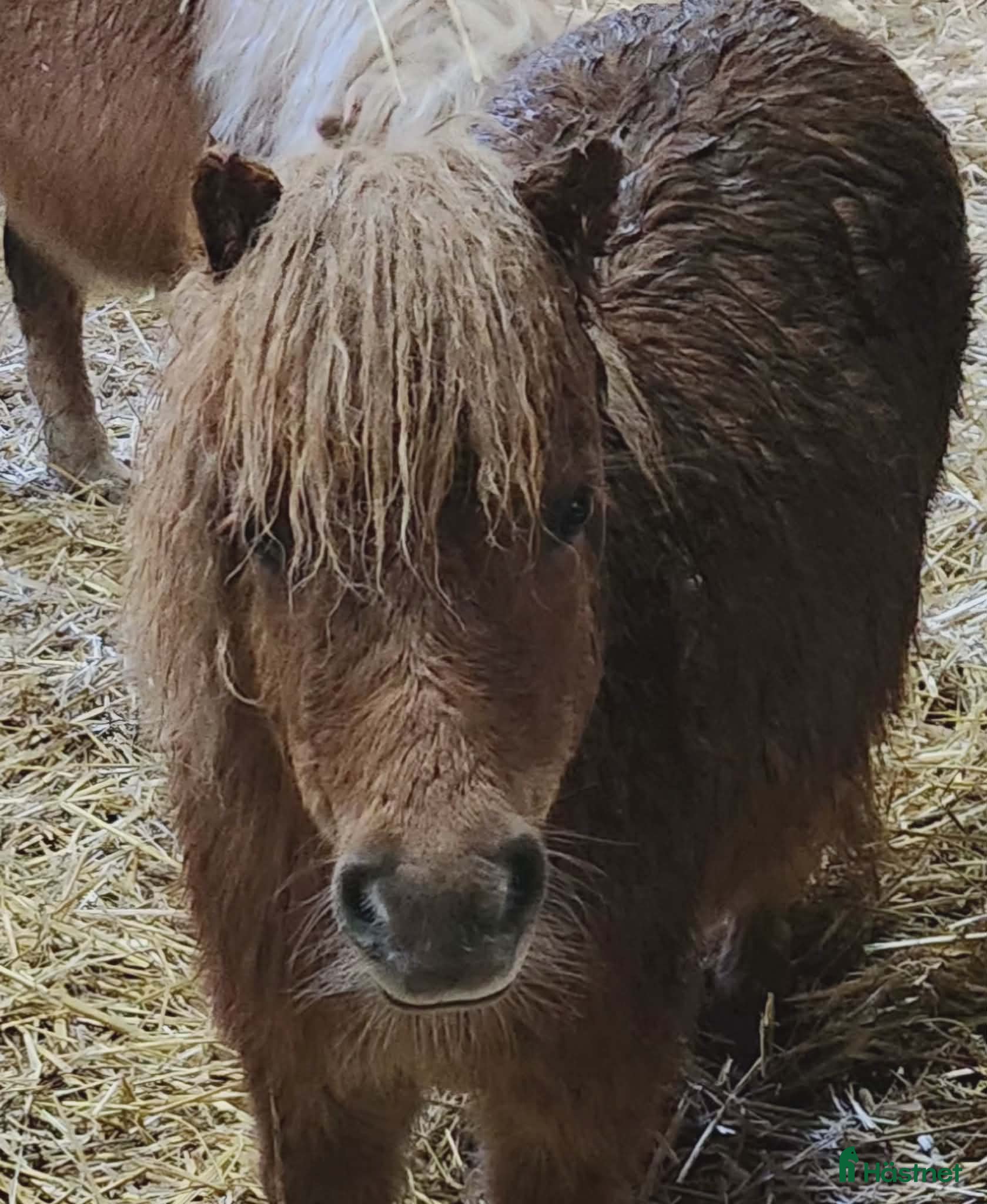  hästar Underbara minishetlandsponnyer! - Annons 2