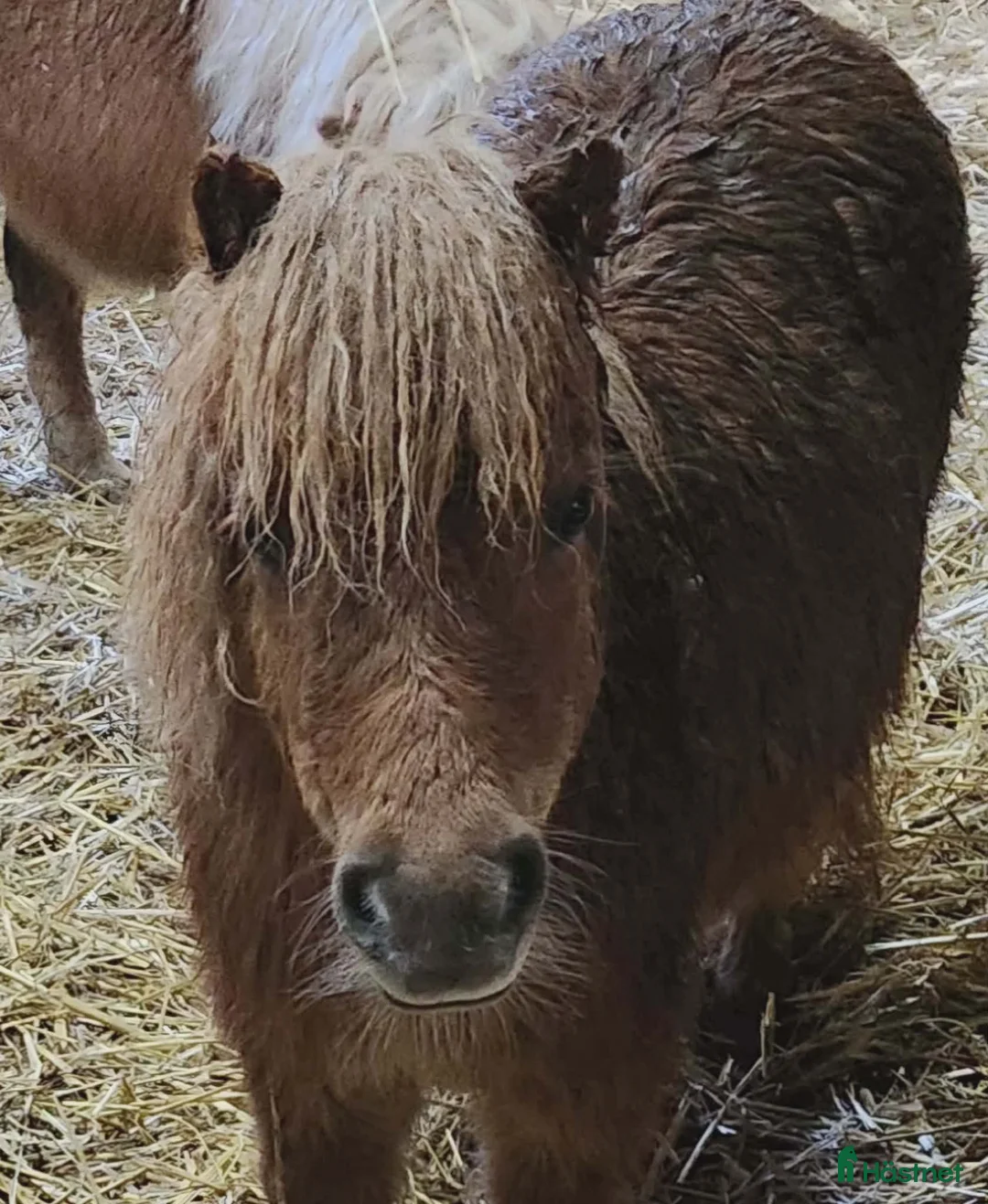 Allround hästar till salu: Underbara minishetlandsponnyer! - Annons 2