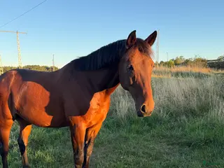 foderhäst Nyfiken skogsmulle söker delfodervärd i Sundbyberg - Annons 2