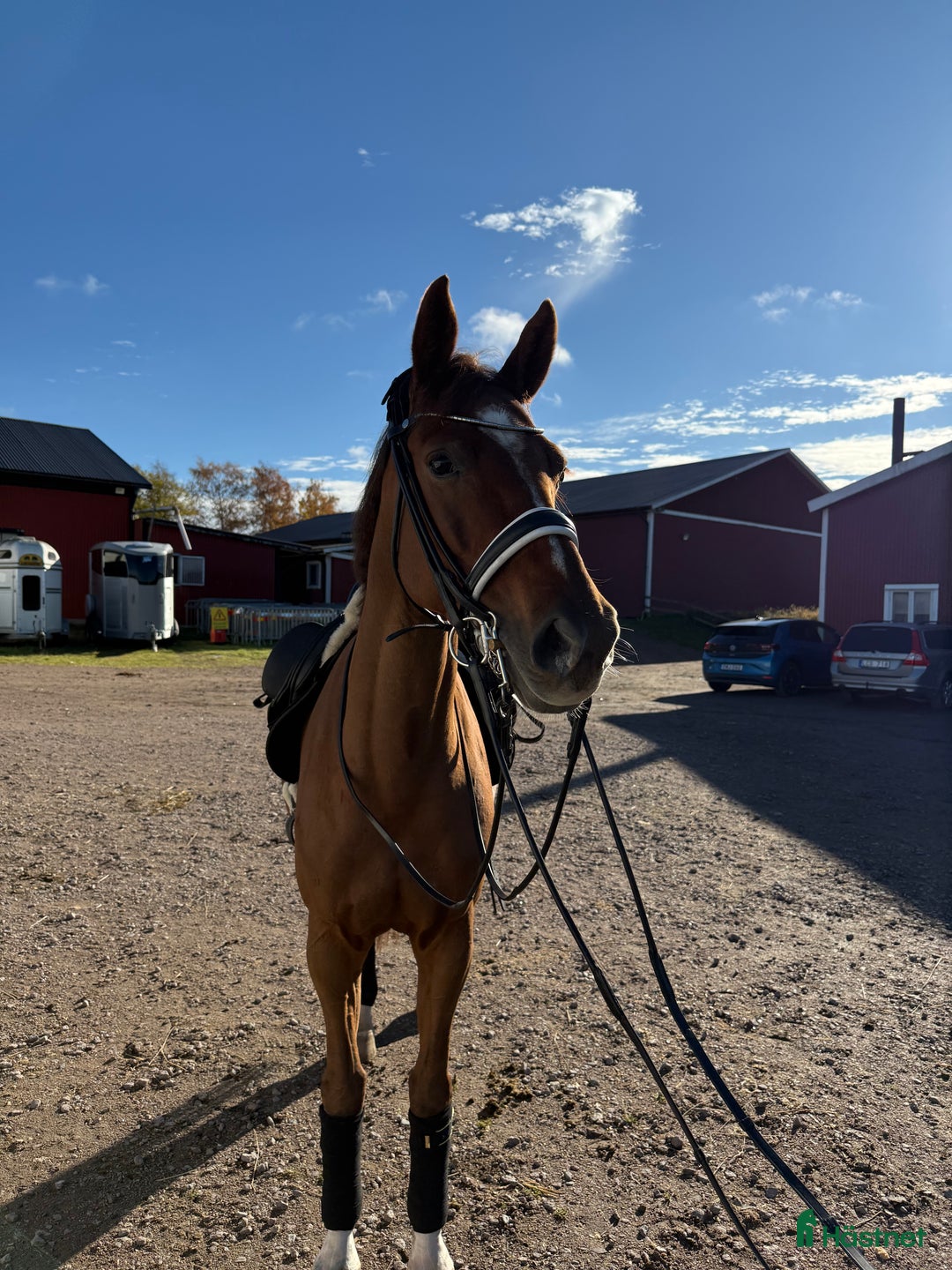 Dressyr hästar till salu: Underbart sto i Rimforsa - Annons 2