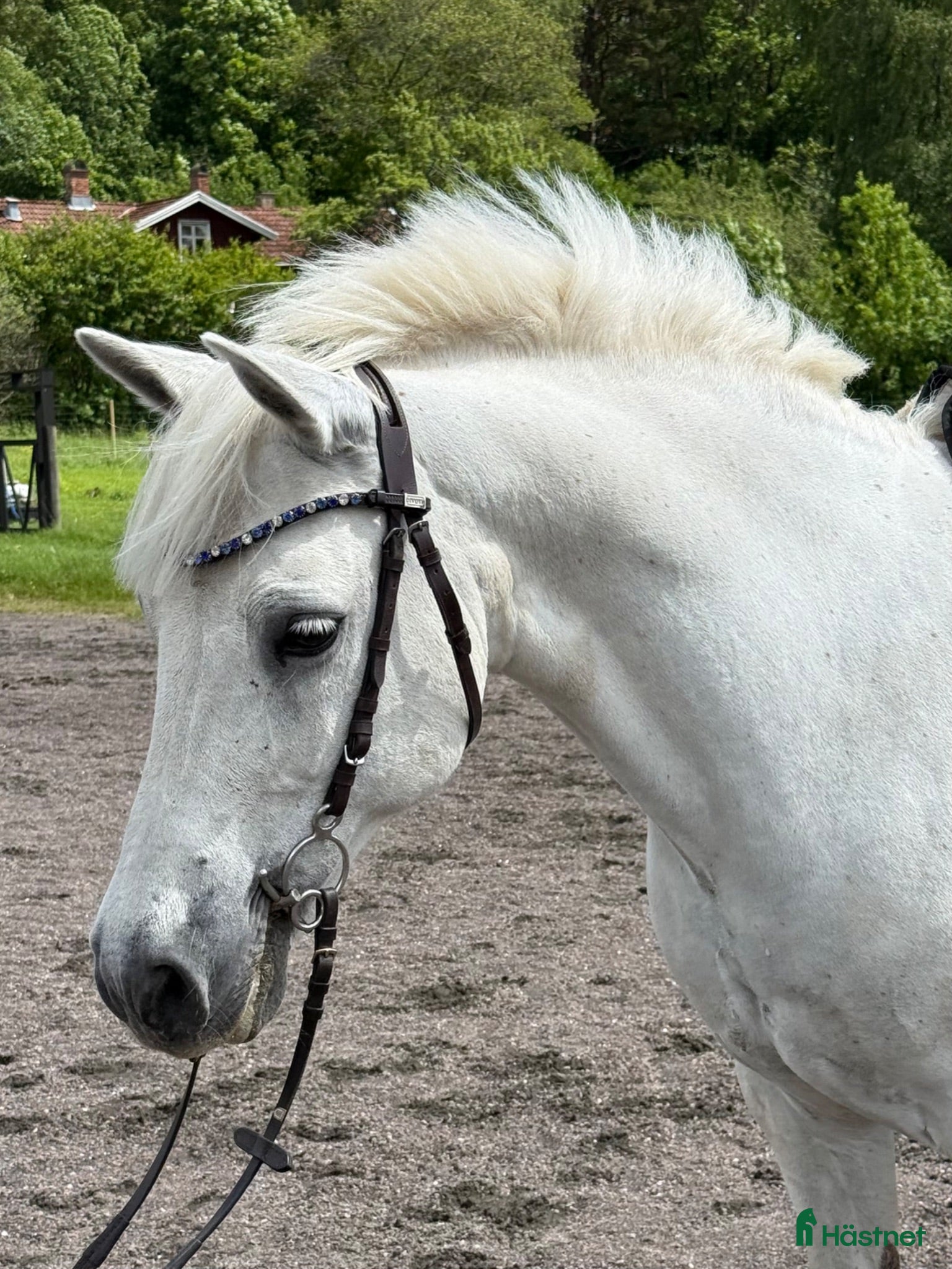  hästar Pigg läromästare🌟  - Annons 4