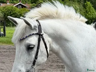 hästar Pigg läromästare🌟 - Annons 4