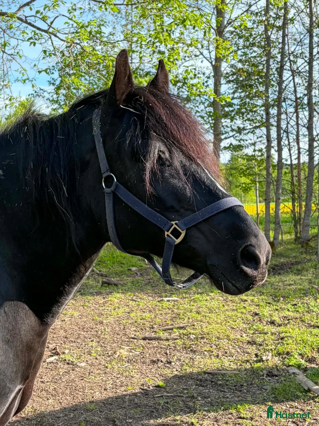 Sällskap hästar till salu: Trevligt och socialt sto i Altersbruk - Annons 3