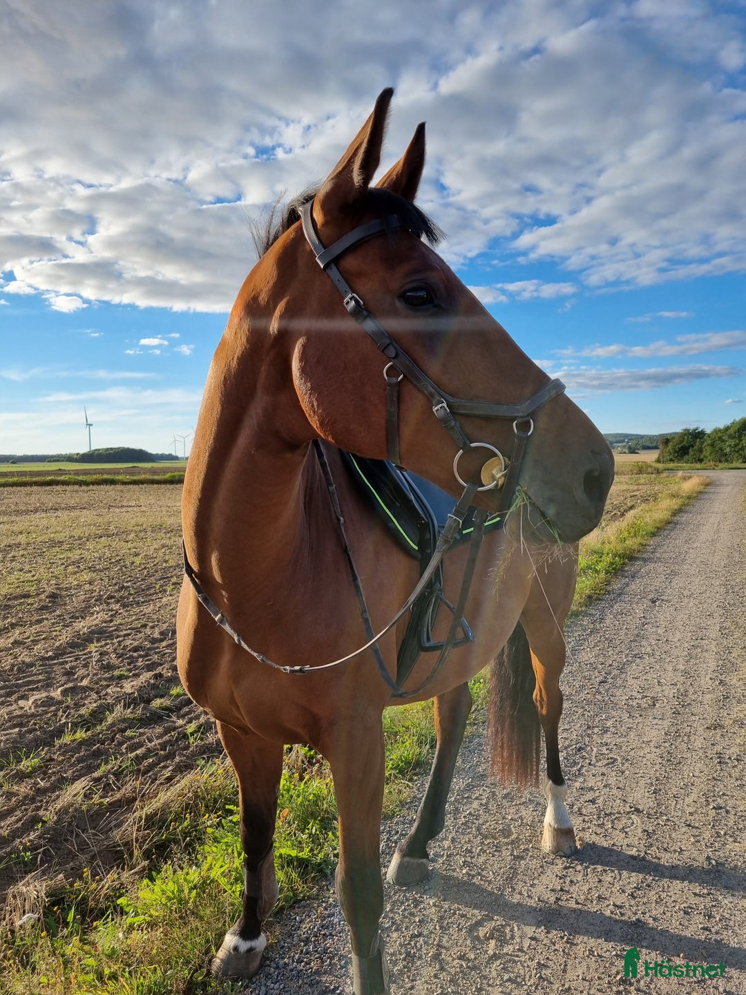  foderhäst finnes: Fodervärd sökes till fantastisk SWB-valack i Långås - Annons 5
