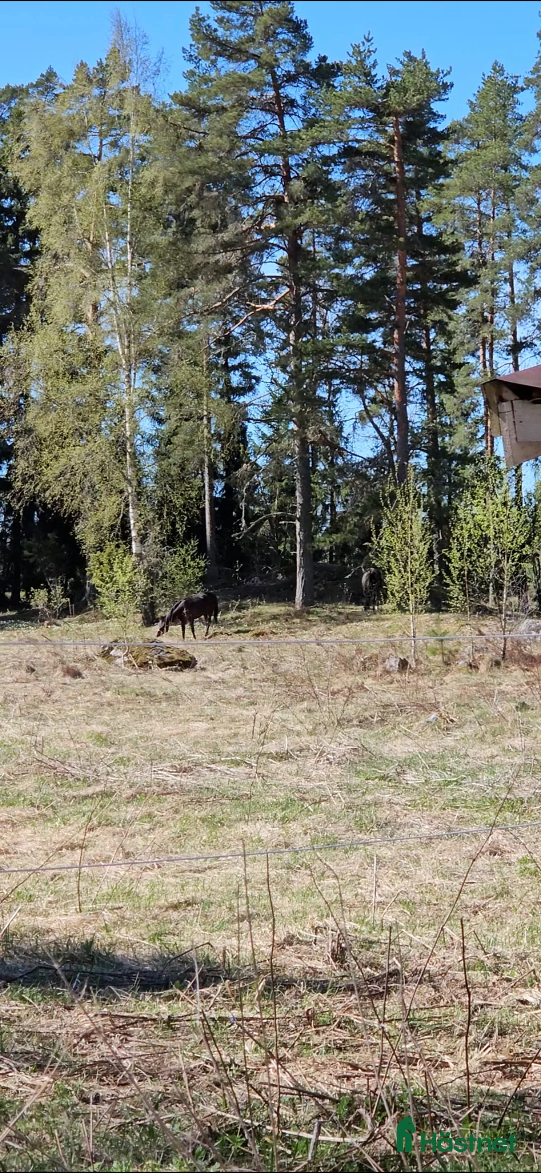 Allround hästar sökes: Söker medlem till vår flock i Gävle - Annons 1
