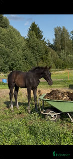  hästar Högrest och snäll 1 åring.  - Annons 17