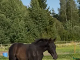 hästar Högrest och snäll 1 åring. - Annons 17