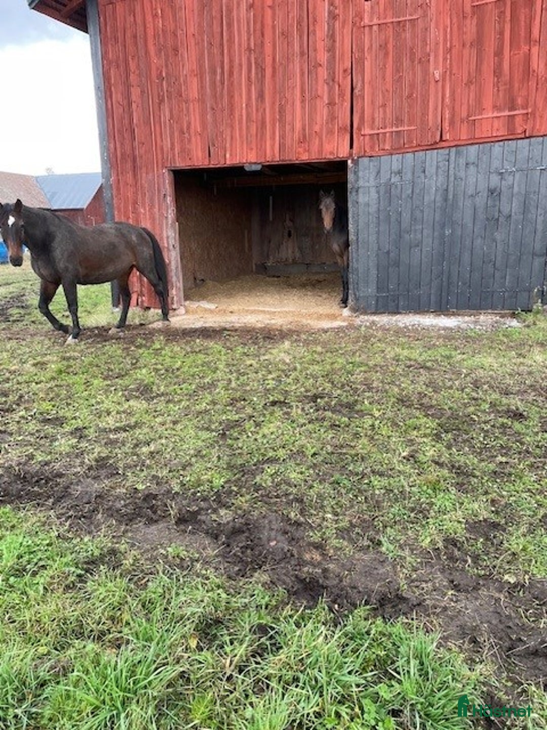  stallplats finnes: Lösdrift för sto, 6km från Enköping i Enköping - Bild 4